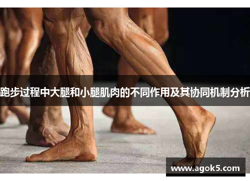 跑步过程中大腿和小腿肌肉的不同作用及其协同机制分析